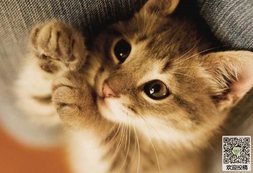 小猫历险记
