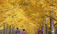 啄木鸟冬天森林超市的童话300多个字