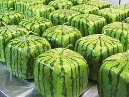 植物西瓜_650字