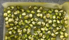 泡绿豆观察日记