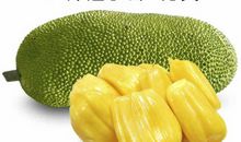 菠萝蜜种子_400字