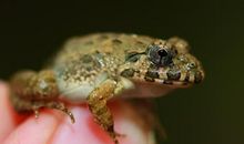 有自尊的小蟾蜍