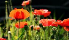 想念那些逝去的日子