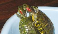 我的动物朋友乌龟