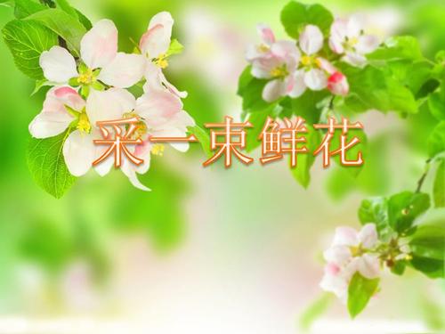 继续写“一束鲜花” _250字