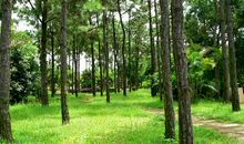 由一亩树林想到的_800字