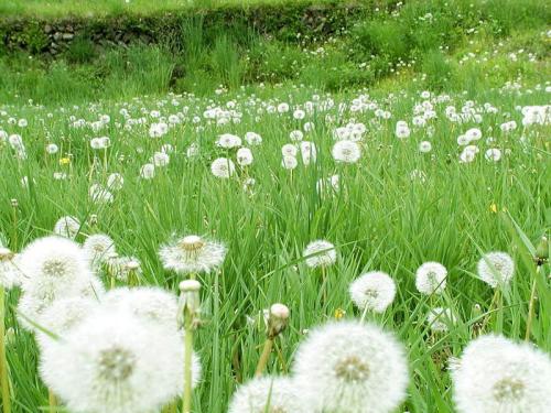 寒假论文：Dandelion_600个单词