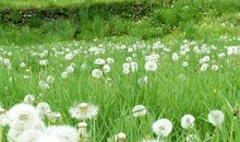 寒假征文：蒲公英_600字