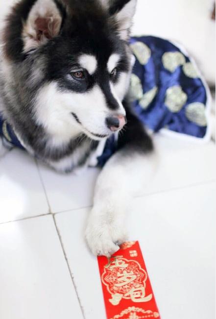 狗的苦涩