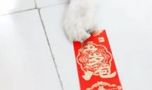 一只狗的辛酸事