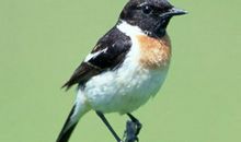 我养了一只小鸟