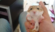 我的动物朋友小仓鼠