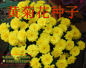 风景成分：三眼野菊花Yellow_2000字