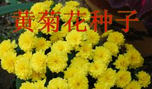 写景作文：三见野菊黄_2000字