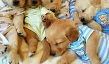 写金毛狗的作文