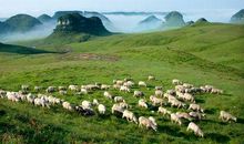 百里杜鹃大草原