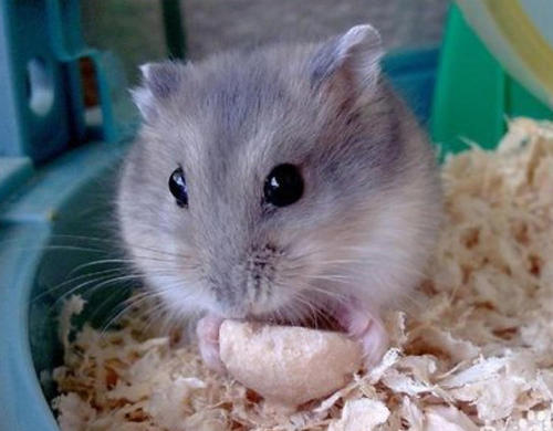我的小仓鼠