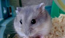 我家的小仓鼠