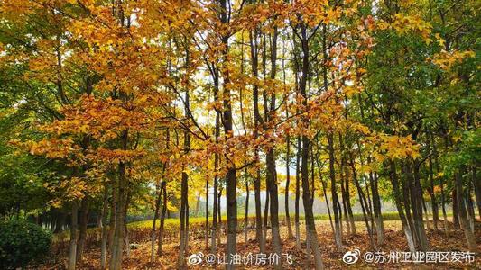 秋天是魔术师