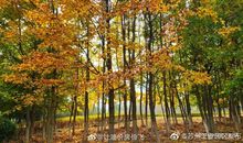 秋天是个魔法师