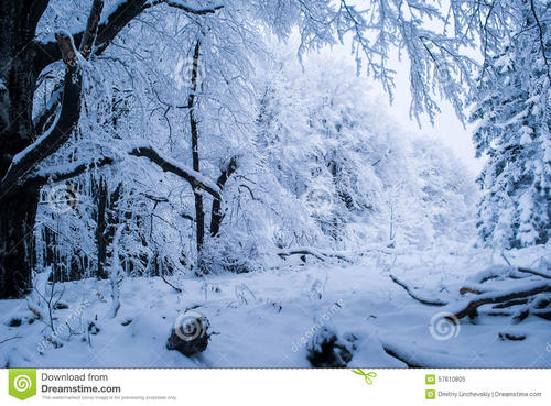 关于冬天的作文：不下雪的冬天_750个单词