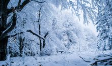 关于冬天的作文：没有雪的冬天_750字