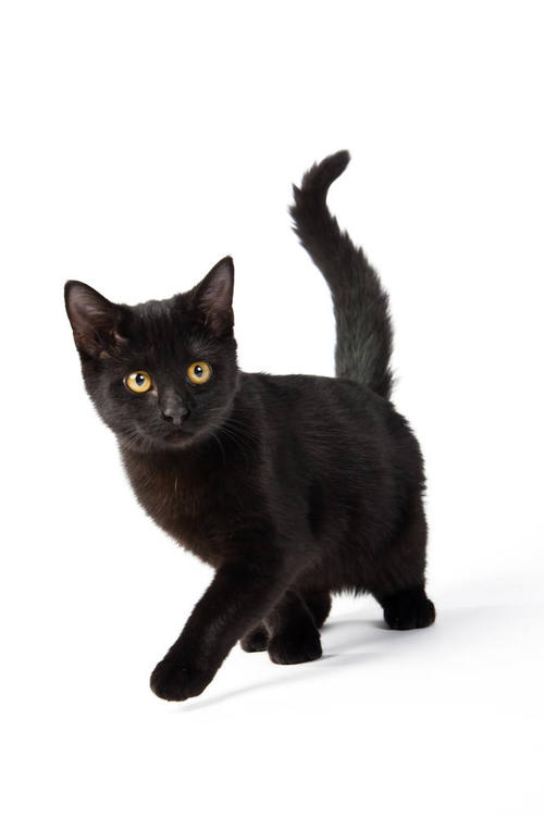 小猫