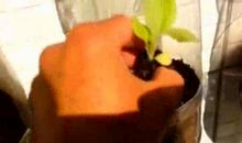 闲不住的奶奶_250字