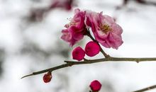 冬雪残梅