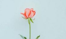 花开几朵，天各一方