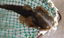 把石头藏在怀里_800字