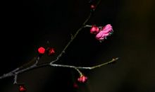 自己的未命名——暗香人_1200字