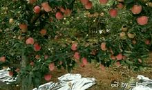 美丽的秋天（庞博）_300字