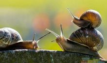 捉蜗牛