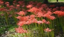 盛开在彼岸的花