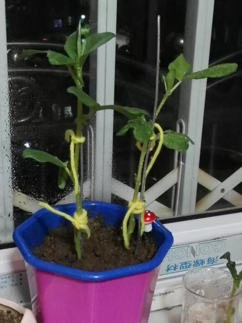 蚕豆观察日记