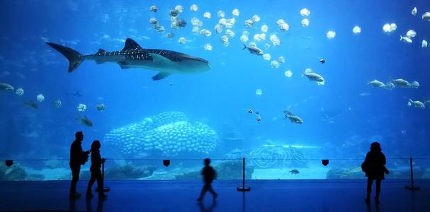 我要去水族馆