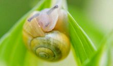 我的小蜗牛_300字