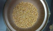 泡豆子观察日记