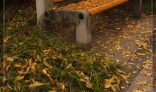 秋风秋雨忆往昔