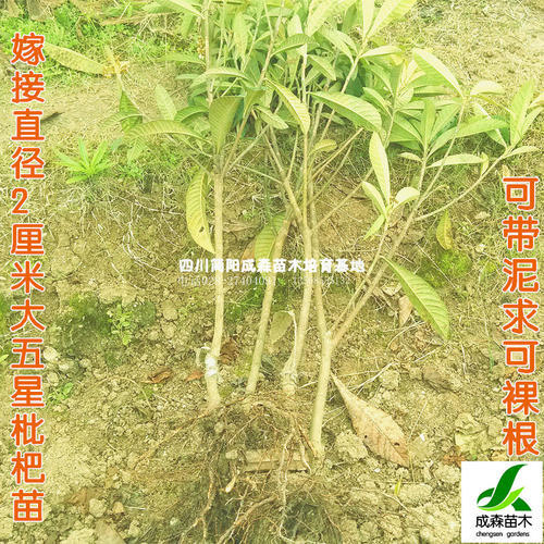 人与小树_600字