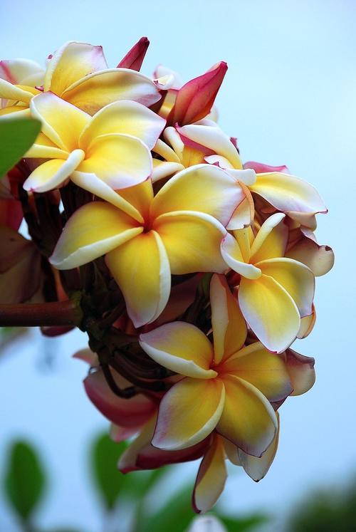 素馨花：圣光