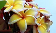 鸡蛋花：圣洁之光