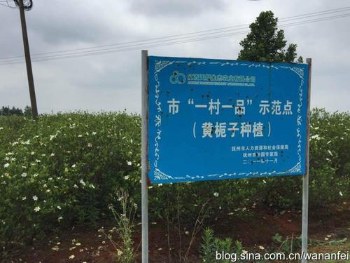 ia子爱抚柳树，醉了，但美女笑了_150字