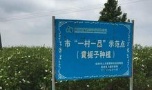 栀子抚柳，醉不过红颜一笑 _150字