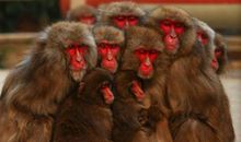 动物的哭诉_750字