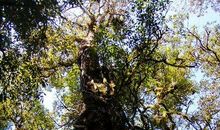 写景作文：游腾冲“大树杜鹃”_1200字