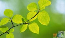 我是一片树叶（朱清瑶）_300字