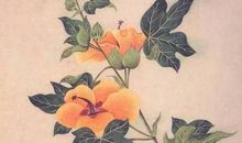 春天头发青，秋天头发白，远看像棉花，风来起白浪（猜一植物）