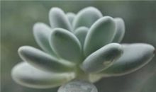 身穿绿衣袍，头戴黄草帽。风来点点头，朝着太阳笑（猜一植物）